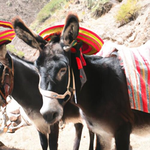 Peruvian donkeys wearing sombreros (1).jpg