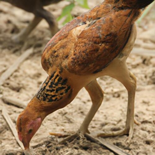 A picture of a chicken eating chicken. (1).jpg