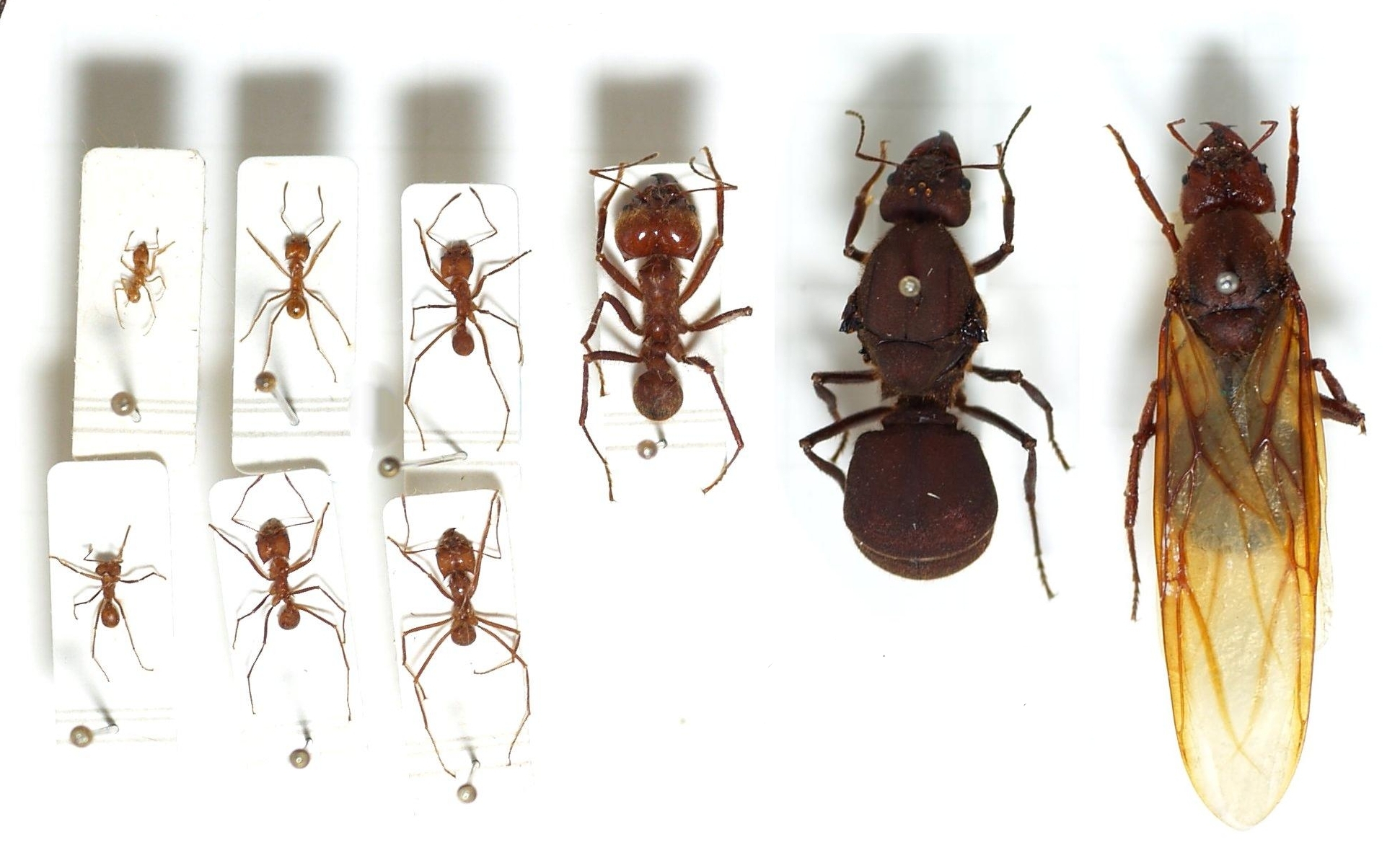 Atta.cephalotes.gamut.selection.jpg