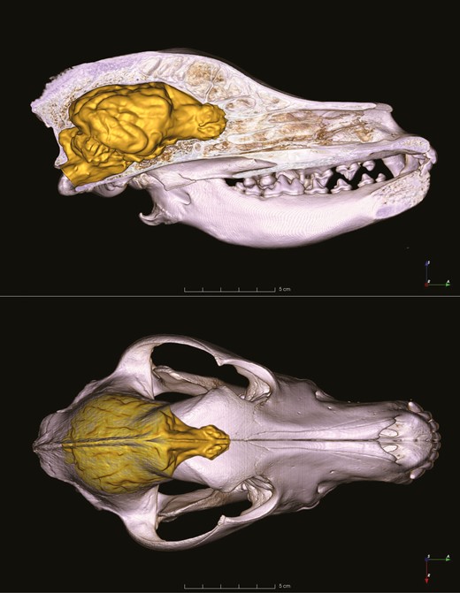 El cerebro de los perros ha crecido en los últimos 150 años y los científicos no saben porqué