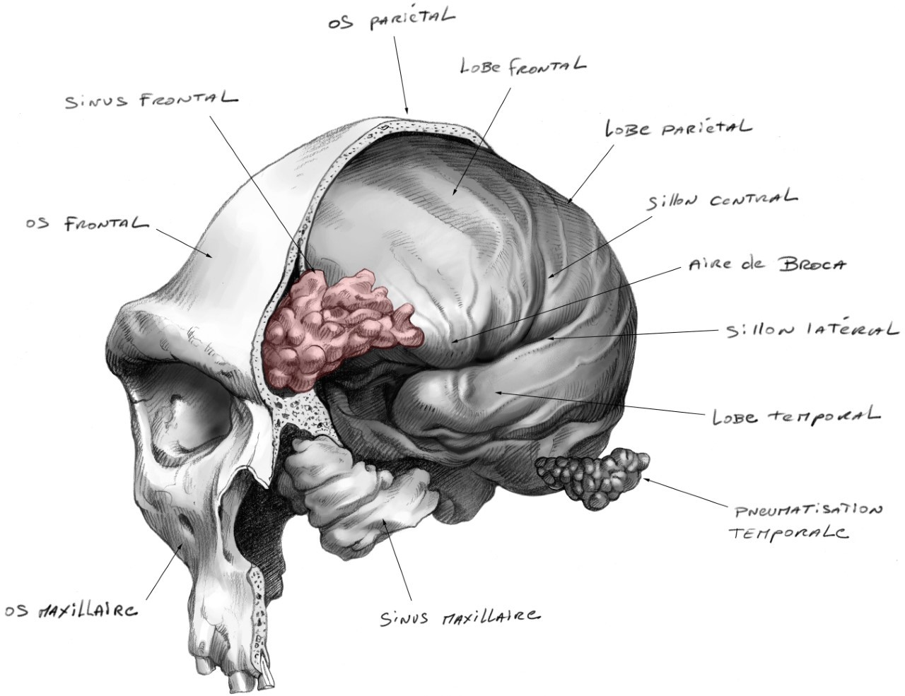 Ilustración de un cráneo humano fósil cortado por la mitad para mostrar todas las estructuras anatómicas internas, incluidos los senos frontales en rojo.