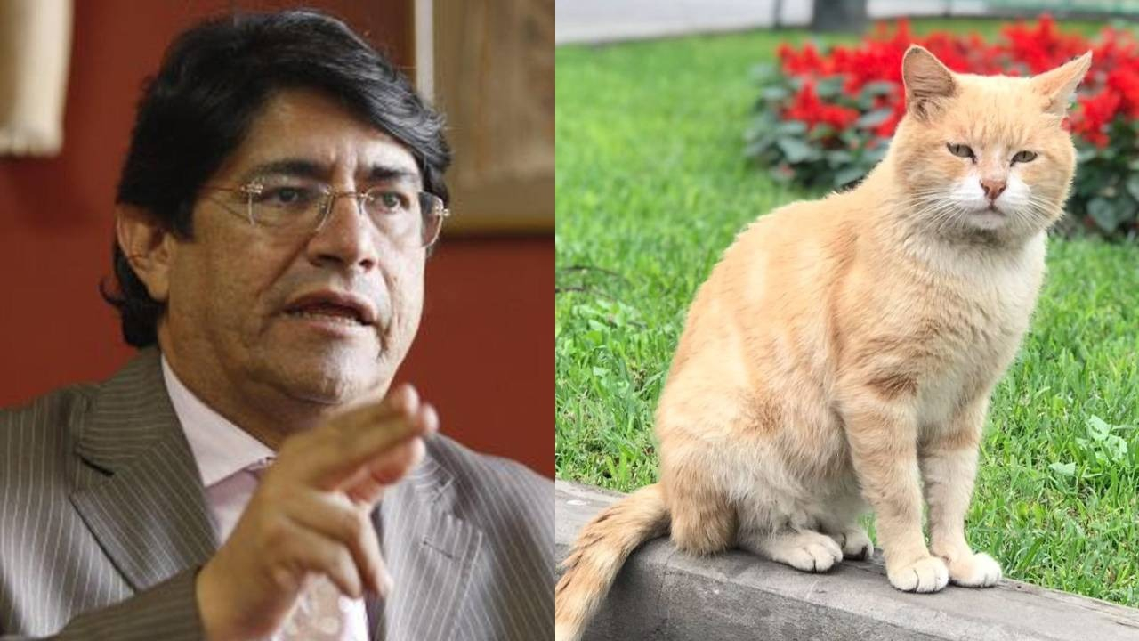gatos-2023-05-04-12-07-08-23815-1423589mp4_1423590.png