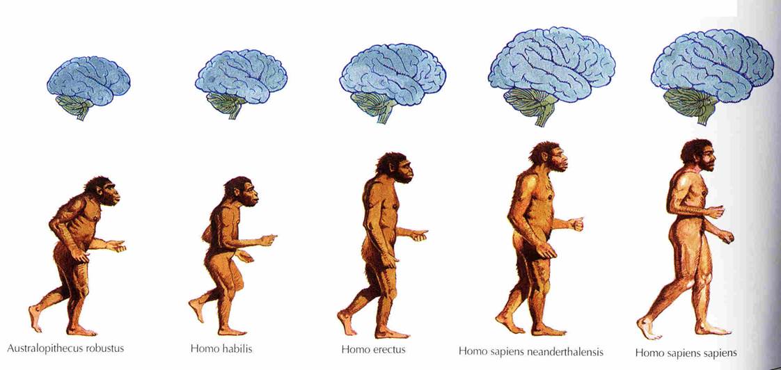 la20evolucin20del20hombre.jpg